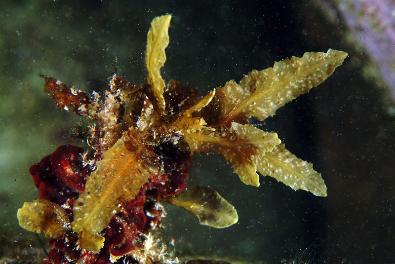 Cystoseira sp.